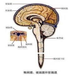 广州海珠湖秋神算百度百科日花海吸引游人